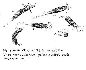 Müller, O F (1786): Animalcula infusoria fluviatilia et marina, quæ detexit, systematice descripsit et ad vivum delineari curavit.  p.296, pl.42, figs.11-16